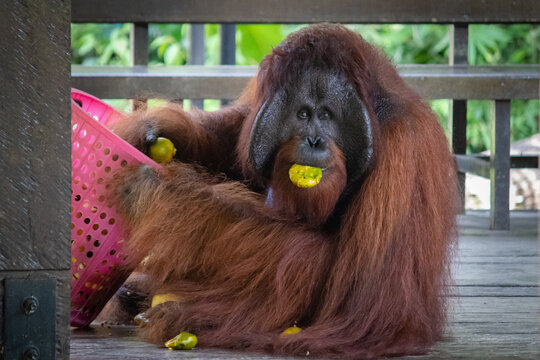 Alpha male orangutan eating fruits provided by rangers at the natural reserve, orange at the mouth. Solitary powerful adult. Wide face, beard and long hair. Sarawak, Malaysia, Borneo, South east Asia