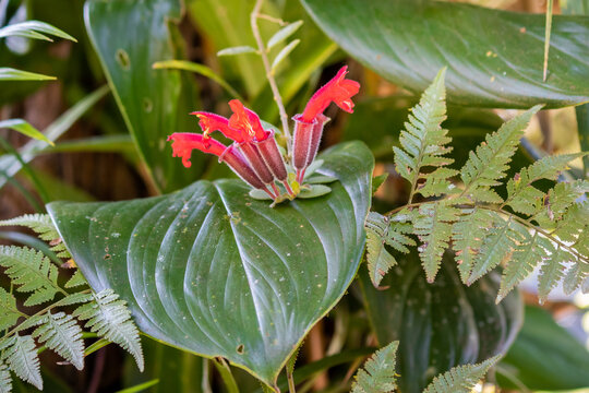 Red scarlet orchids among green leaves and ferns. Also named red lipstick plant due to the similarity to red lipstick bar. Seen in Sarawak, Borneo, Malaysia, Southeast Asia