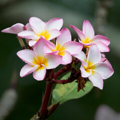 Fototapeta na wymiar Wild flowers near Matara, Sri Lanka.