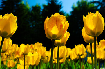 Yellow tulips on a black background illuminated by the sun.