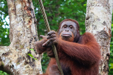 Adult male orangutan looking at camera in a challenging way, intense look. To become the next alpha male of the group, cheeks on face already growing. Sarawak, Malaysia, Borneo, South east Asia