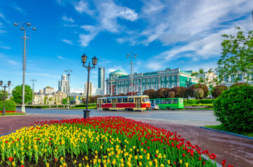 Obraz premium A lot of tulips in the center of Yekaterinburg on the lawn on a summer morning.