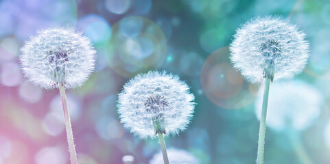 Obraz premium Dandelion with fluffy seeds, blurred backdrop. Round bloom dandelion head. Summer background. Close-up.