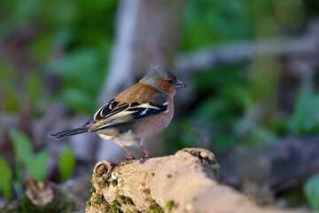Common chaffinch ,,Fringilla coelebs,, in Danube forest in spring sunny day, Slovakia, Europe