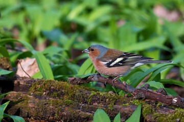 Common chaffinch ,,Fringilla coelebs,, in Danube forest in spring sunny day, Slovakia, Europe