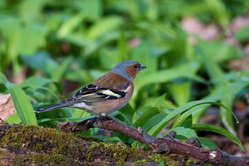 Common chaffinch ,,Fringilla coelebs,, in Danube forest in spring sunny day, Slovakia, Europe