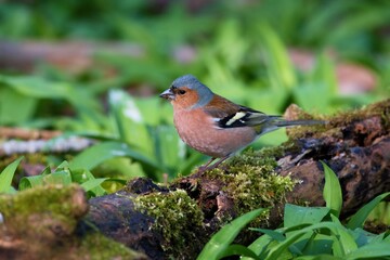 Common chaffinch ,,Fringilla coelebs,, in Danube forest in spring sunny day, Slovakia, Europe