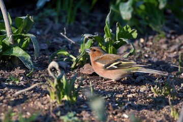 Common chaffinch ,,Fringilla coelebs,, in Danube forest in spring sunny day, Slovakia, Europe