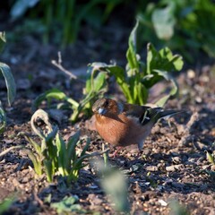 Common chaffinch ,,Fringilla coelebs,, in Danube forest in spring sunny day, Slovakia, Europe