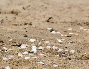 beautiful sand texture background with more stone and shells on it