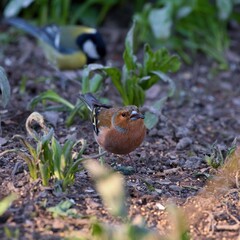 Common chaffinch ,,Fringilla coelebs,, in Danube forest in spring sunny day, Slovakia, Europe
