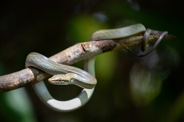 Wild snake coiled on a tree branch, full body, round yellow eyes, round pupil. Around one meter long. Juvenile young thin individual. Jungle at Kinabatangan River area, Sabah, Malaysia, Asia