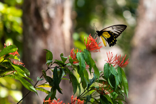 Borneo Birdwing female butterfly. Rare Borneo endemic butterfly posed on red flowers, found only in Borneo. Alive individual. Profile picture. Kinabatangan river, Sabah, Malaysia