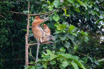 Fototapeta premium Proboscis monkeys. Mother and baby sitting on a tree branch. Jungle of Borneo, Malaysia, Southeast Asia