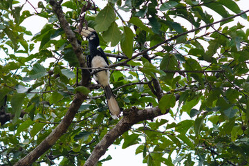 Oriental pied hornbill posed on a branch tree. Long peak. Kinabatangan river, Borneo, Malaysia, Southeast Asia