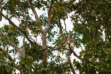 Wild grey-headed fish eagle on a tree branch, brown head and upper body, white tail. Picture from...