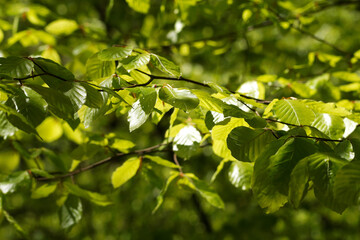 Green leaf texture or leaf background. Tree leaves nature background