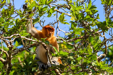 Naklejka premium Proboscis monkey picking and eating fruits. Long nose monkey endemic of Borneo. Portrait close up picture. Surrounded by green leaves.. Kinabatangan River, Sabah, Borneo, Malaysia, South east Asia