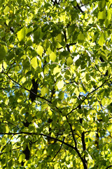 Green leaf texture or leaf background. Tree leaves nature background