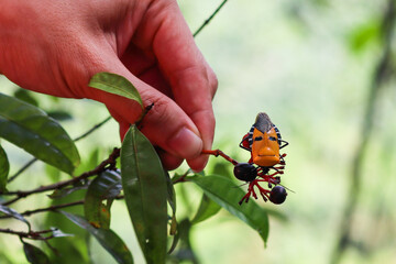 Catacanthus incarnatus. Anthropomorphic man-faced orange insect on a branch of a plant. Size...