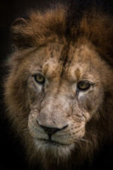 portrait of a male lion at zoo