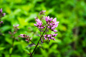 Blooming phlox in the garden. Shallow depth of field.