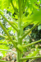 The papaya (from Carib via Spanish), papaw or pawpaw is the plant Carica papaya