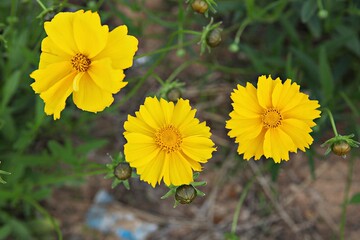 한국 경기도 시흥시 갯골생태공원 입니다