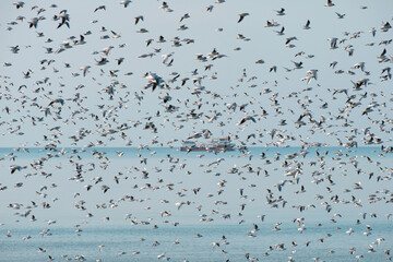 Flock of flying seagulls over the sea with trawler on background