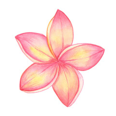 Watercolor hand painted pink flower plumeria frangipani - 353991396