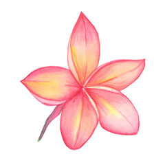 Watercolor hand painted pink flower plumeria frangipani - 353991398