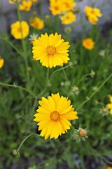 한국 경기도 시흥시 갯골생태공원 입니다