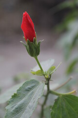 red rose on a green background