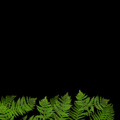green fern leaves