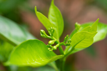 Gardenia is a genus of flowering plants, flowers not yet bloom