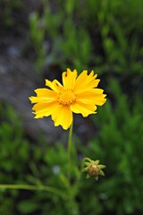 한국 경기도 시흥시 갯골생태공원 입니다