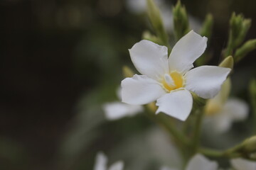 Naklejka na ściany i meble white magnolia flower