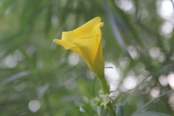 yellow flower on blue background