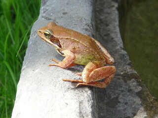 Grenouille des près