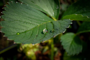 Droplets of water or rain on a green leaf
