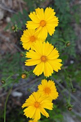 한국 경기도 시흥시 갯골생태공원 입니다