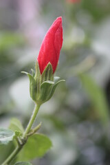 red rose on a green background
