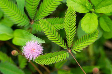 sensitive plant, sleepy plant or the touch me not