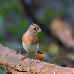 Amazing brambling ,,Fringilla montifringilla,, in Danube wetland forest, Slovakia, Europe