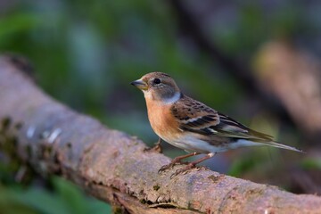Amazing brambling ,,Fringilla montifringilla,, in Danube wetland forest, Slovakia, Europe