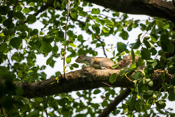 squirrel on tree