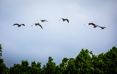 flock of birds