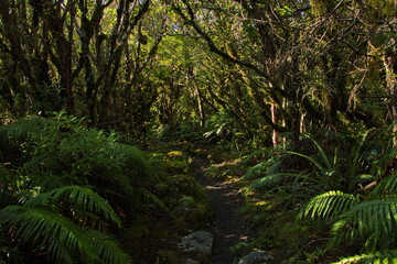 Fototapeta premium Forest at Kapuni Loop Track in Egmont National Park,Taranaki region on North Island of New Zealand 