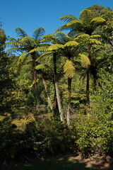 Fototapeta na wymiar Fern trees at Lake Mangamahoe,Taranaki region on North Island of New Zealand