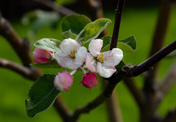 apple tree blossom